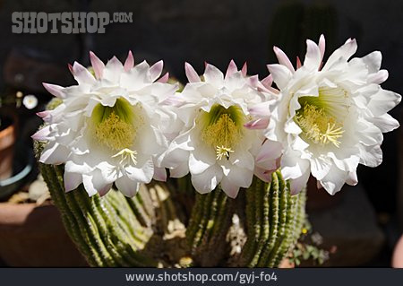 
                Blüte, Kaktus                   