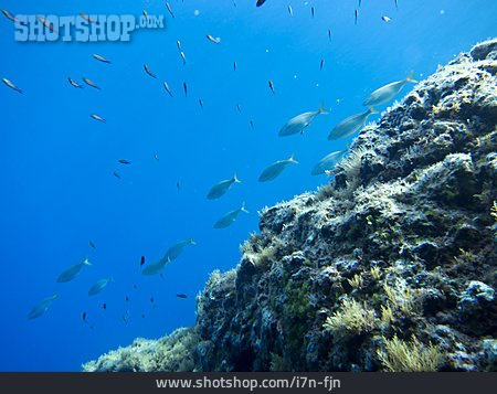 
                Korallenriff, Fischschwarm                   