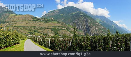 
                Südtirol, Obstanbau, Apfelanbau                   