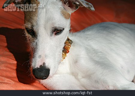 
                Windhund, Galgo Espanol                   