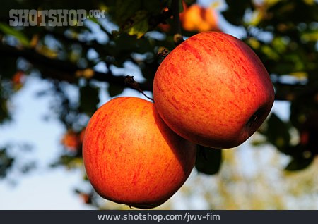 
                Apfel, Reif, Bioprodukt                   