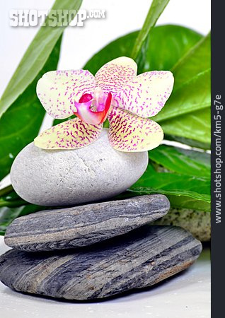 
                Naturheilkunde, Orchideenblüte, Basaltstein                   
