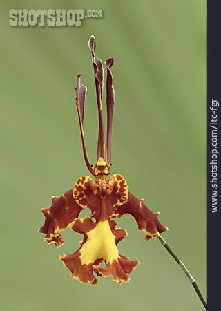 
                Orchidee, Psychopsis Papilio, Orchideenblüte                   