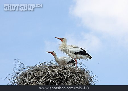 
                Storch, Storchennest                   