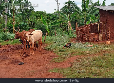 
                Kuh, Bauernhof, Afrika                   