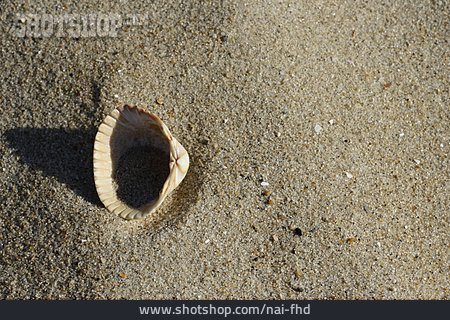 
                Sand, Muschel                   