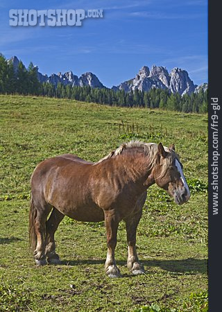 
                Weide, Pferd, Karnische Alpen                   