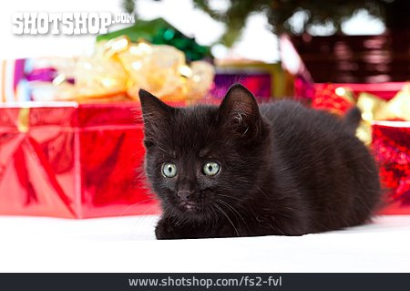 
                Katze, Weihnachtsgeschenk, Katzengeschenk                   