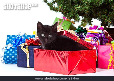 
                Katze, Weihnachtsgeschenk, Katzengeschenk                   