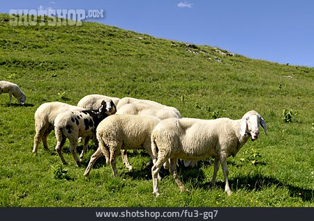 
                Schaf, Schafherde                   