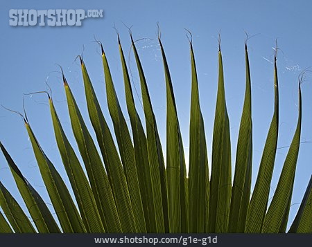 
                Palmenblatt, Petticoat-palme                   