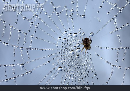 
                Spinnennetz, Kreuzspinne, Tautropfen                   