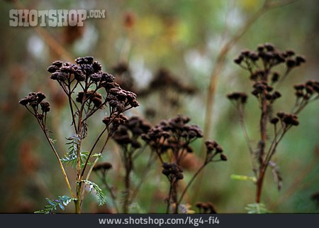 
                Verblüht, Wildblume, Schafgarbe                   