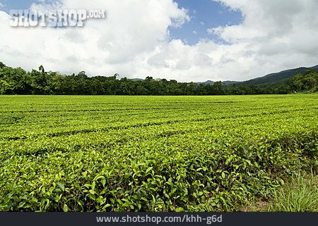 
                Teeplantage                   