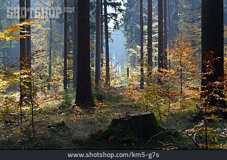 
                Wald, Herbst, Laubwald                   
