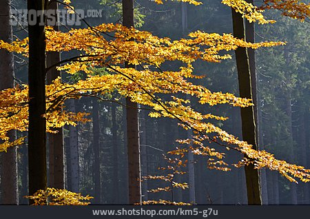 
                Wald, Mischwald, Herbstfärbung                   