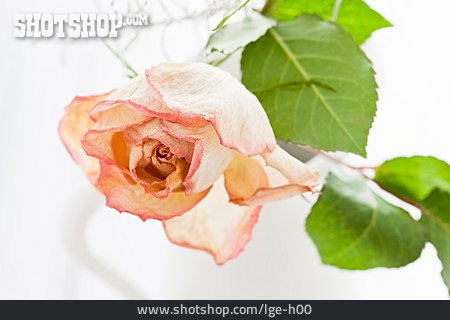 
                Rosenblüte                   