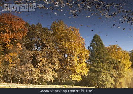 
                Herbstwald, Wasserspiegelung                   