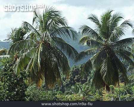 
                Palme, Tropischer Regenwald                   