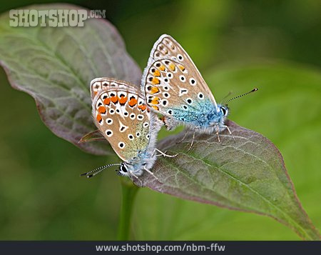 
                Schmetterling, Tierpärchen, Paarung                   
