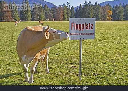
                Humor & Skurril, Kuh, Flugplatz                   