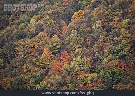 
                Herbst, Herbstlich, Mischwald                   