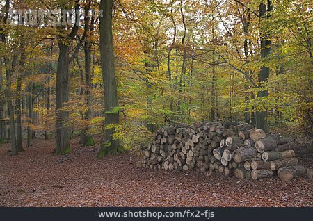 
                Wald, Herbst, Buchenwald                   