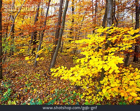
                Wald, Herbst, Laubwald                   