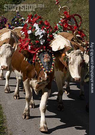 
                Tradition, Kuh, Almabtrieb                   
