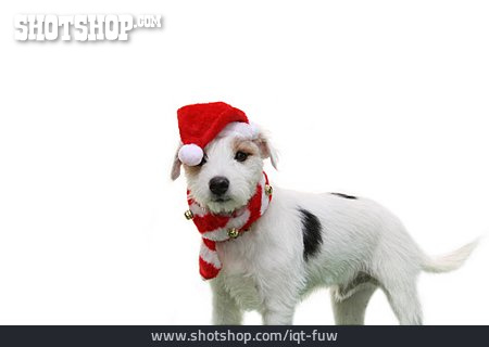 
                Weihnachten, Parson Russell Terrier                   