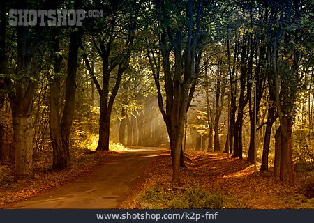 
                Herbst, Lichtung, Waldweg                   