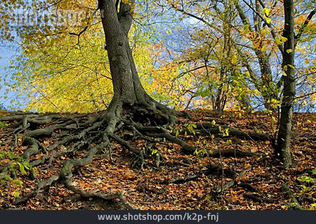 
                Herbstlaub, Buchenwald                   