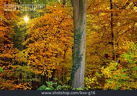 
                Sonne, Herbstwald                   