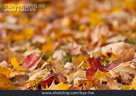 
                Laub, Herbstlaub, Herbstblätter                   