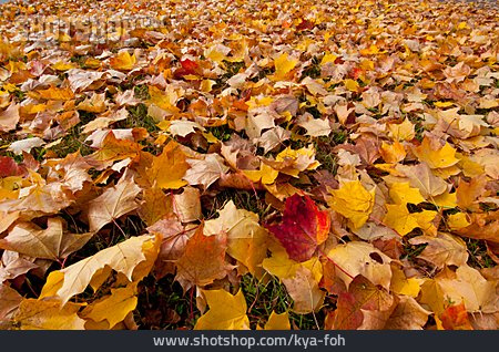 
                Herbst, Laub, Herbstblätter                   
