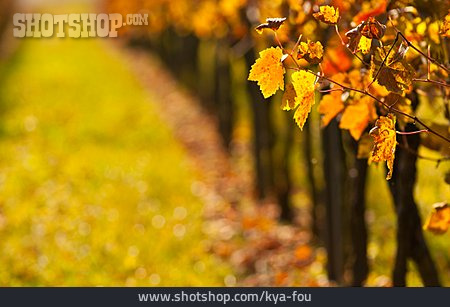 
                Weinblatt, Herbstfarben, Weinrebe, Herbstfärbung                   