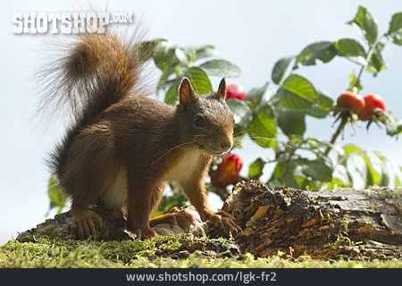 
                Wildlife, Red Squirrel                   