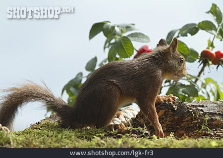 
                Wildlife, Red Squirrel                   