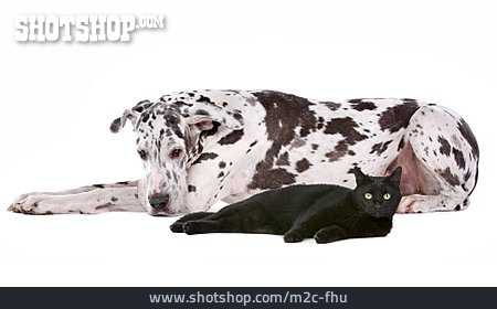 
                Tierfreundschaft, Schwarze Katze, Deutsche Dogge                   