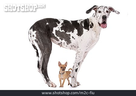 
                Gegensatz, Größenunterschied, Chihuahua, Deutsche Dogge                   