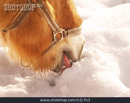 
                Nahrung & Nahrungsaufnahme, Schnee, Pferdekopf                   