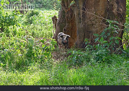 
                Hausschwein, Uganda                   
