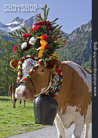 
                Kühe, Almabtrieb, Karwendeltal                   