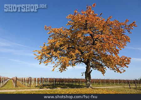 
                Kirschbaum, Herbstlich                   