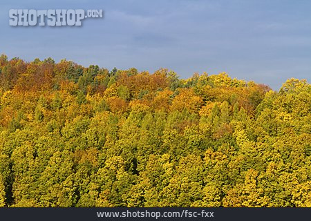 
                Wald, Herbstwald                   