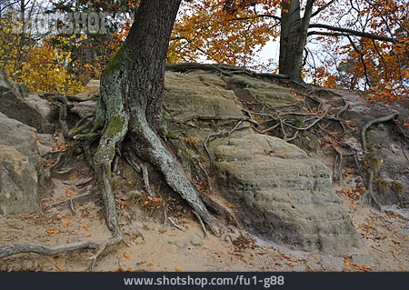 
                Sandstein, Wurzel, Sächsische Schweiz                   