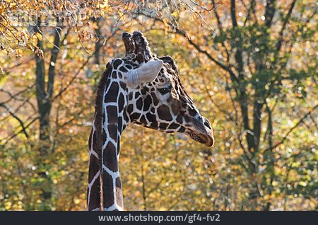 
                Giraffe, Tierporträt                   