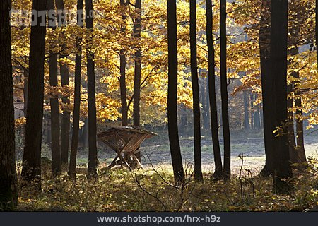 
                Wald, Herbstlich, Laubwald                   