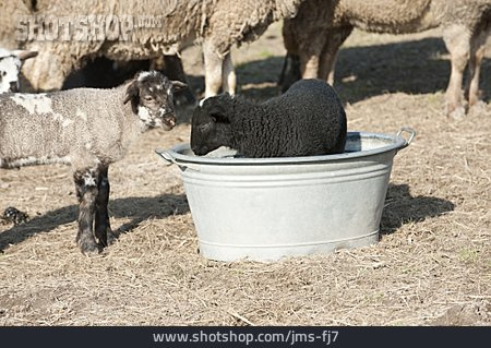 
                Lamm, Schwarzes Schaf                   