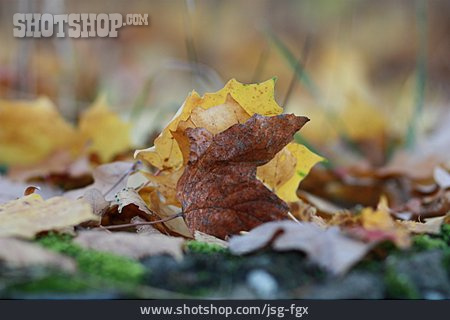 
                Herbstlaub, Ahorn, Herbstblatt                   